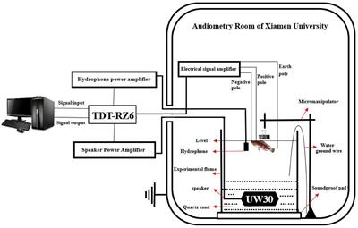 Characteristics of auditory brainstem response in wild yellow grouper Epinephelus awoara
